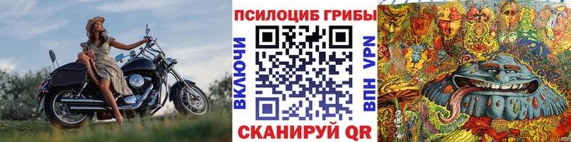 Купить закладки  Порхов  Псилоцибиновые грибы прущие грибы 